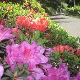 100323_arboretum_azalea