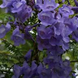 100326_arboretum_jacaranda