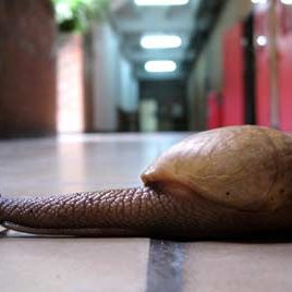 100607_arboretum_caracol