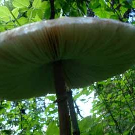 100701_arboretum_hongos