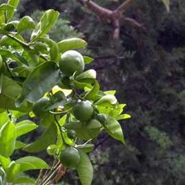 101008_arboretum_lima