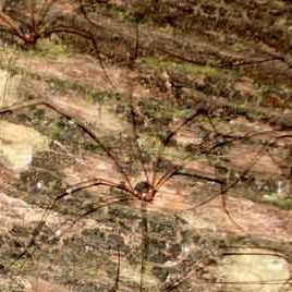 101116_arboretum_opiliones