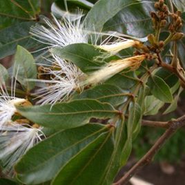 110121_arboretum_ufm_inga-flores