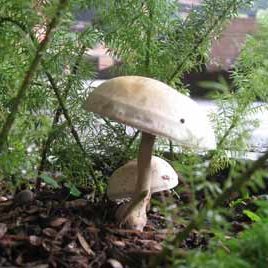 110708_ufm_arboretum_hongos