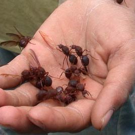 120531_ufm_arboretum_zompop