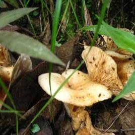 120612_ufm_arboretum