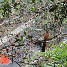 120615_ufm_arboretum_squirr