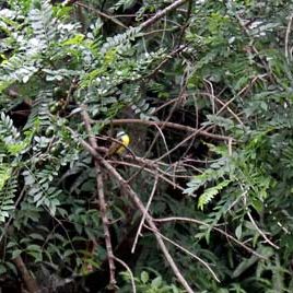 120626_ufm_arboretum