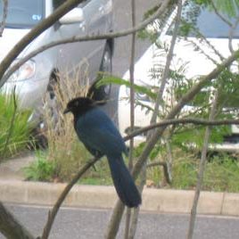 120713_ufm_arboretum_chara