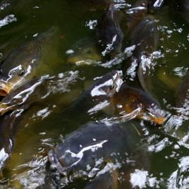 120913_ufm_arboretum