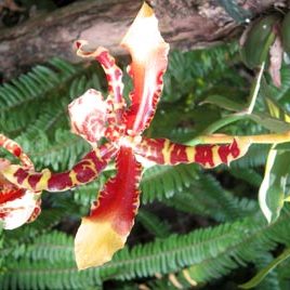 130121_ufm_arboretum_tigril