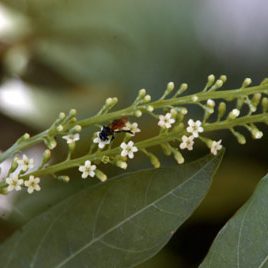 130131_ufm_arboretum_cithar