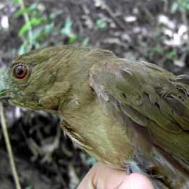 130523_ufm_arboretum