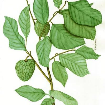 130822_ufm_arboretum_annona