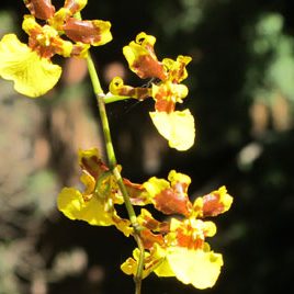 140124_ufm_arboretum