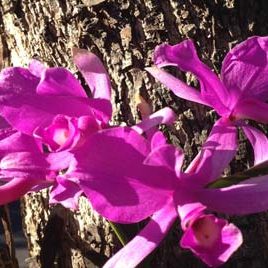 140228_ufm_arboretum