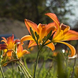 140910_ufm_arboretum