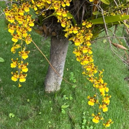 220104-oncidium-sphacelatum