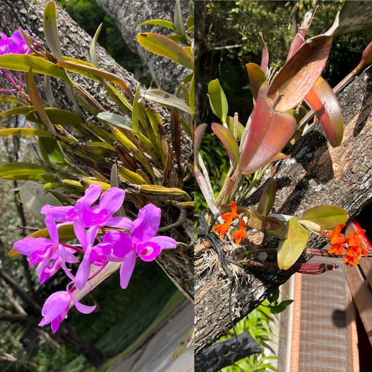 220128-candelariaa-aurantiacas-ufm