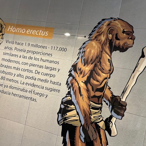 220606-homo-erectus-ufm