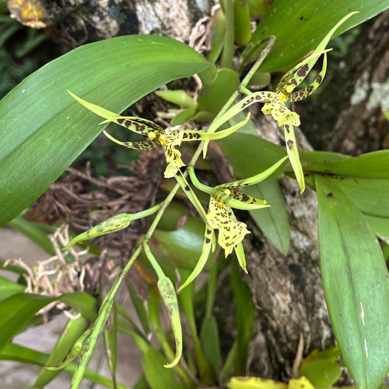 220627-brassia-verrucosa-ufm