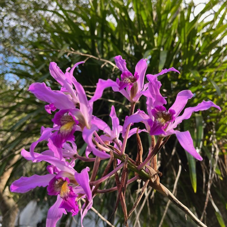 221128-laelia-superbiens-ufm