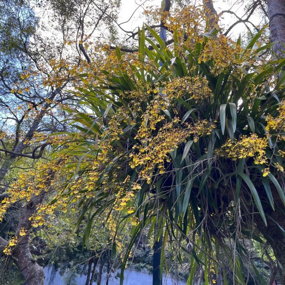 230201-oncidium-sphacelatum-ufm