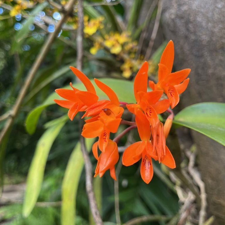 230207-guarianthe-aurantiaca-ufm