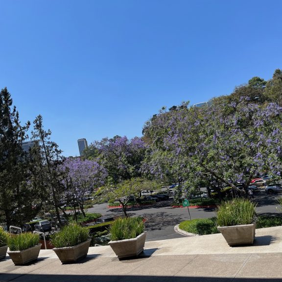 230309-jacarandas-ufm