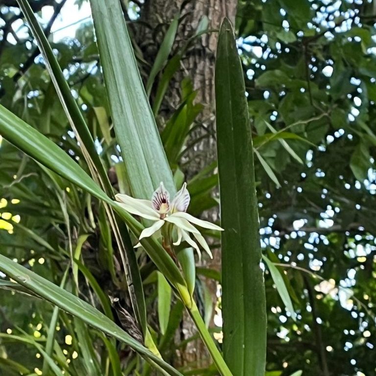 230511-orquideas-ufm