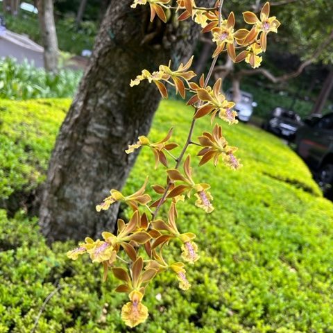 230616-enciclia-ambigua