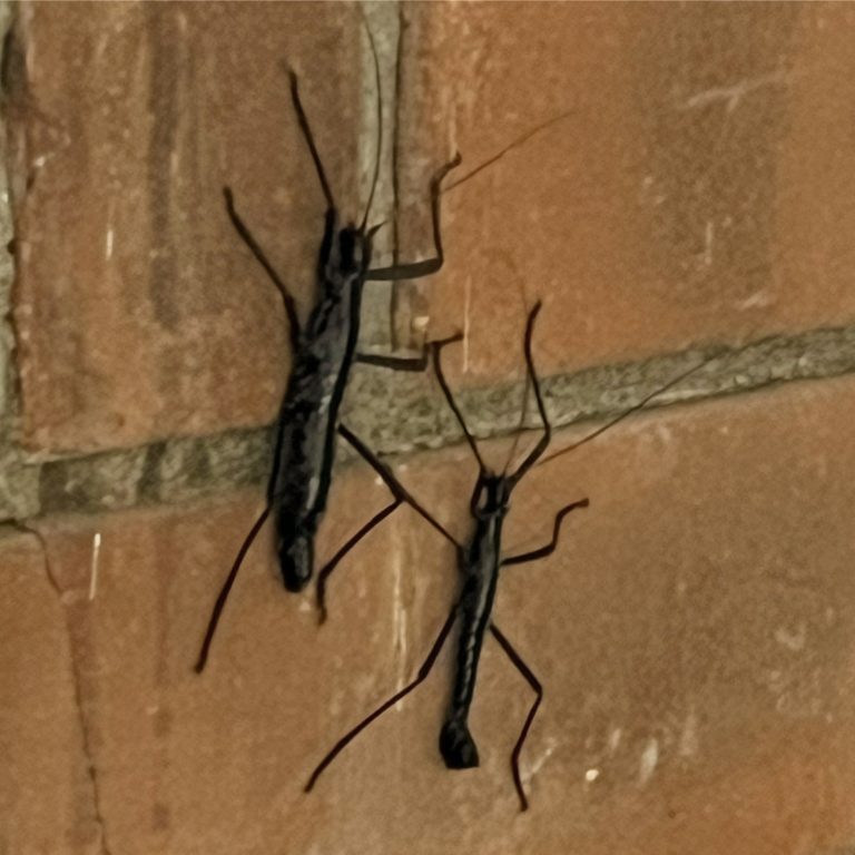 230705-monticomorpha-ufm-arboretum-universidad-francisco-marroquin