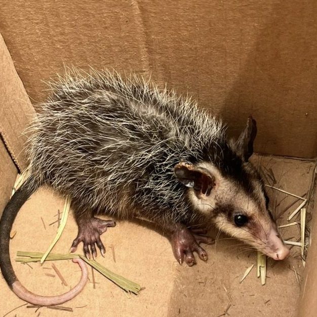 230818-tacuazin-zarigueya-arboretum-ufm-universidad-francisco-marroquin-marsupial