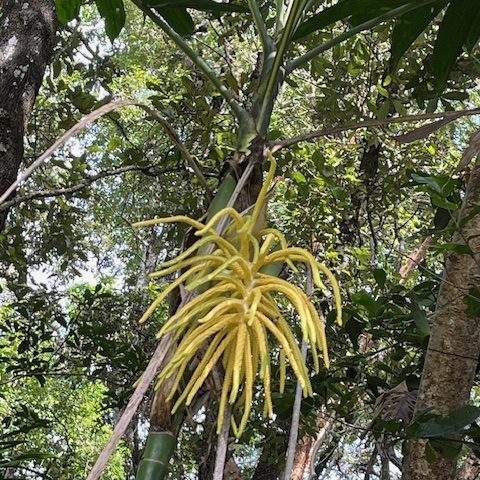 231016-universidad-francisco-marroquin-pacaya-arburetum-ufm