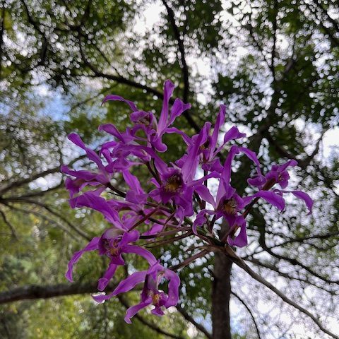 231019-laelia-superbiens-arboretum-ufm-universidad-francisco-marroquin-orquidea