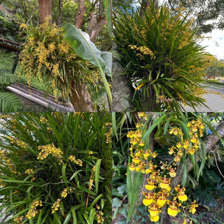 240105-oncidium-sphacelatum-ufm-arboretum-orquidea