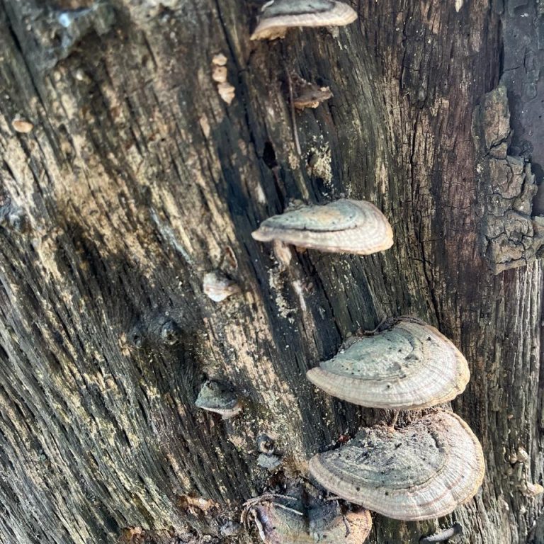 240221-Trametes-versicolor-hongo-cola-de-pavo-arboretum-ufm-universidad-francisco-marroquin