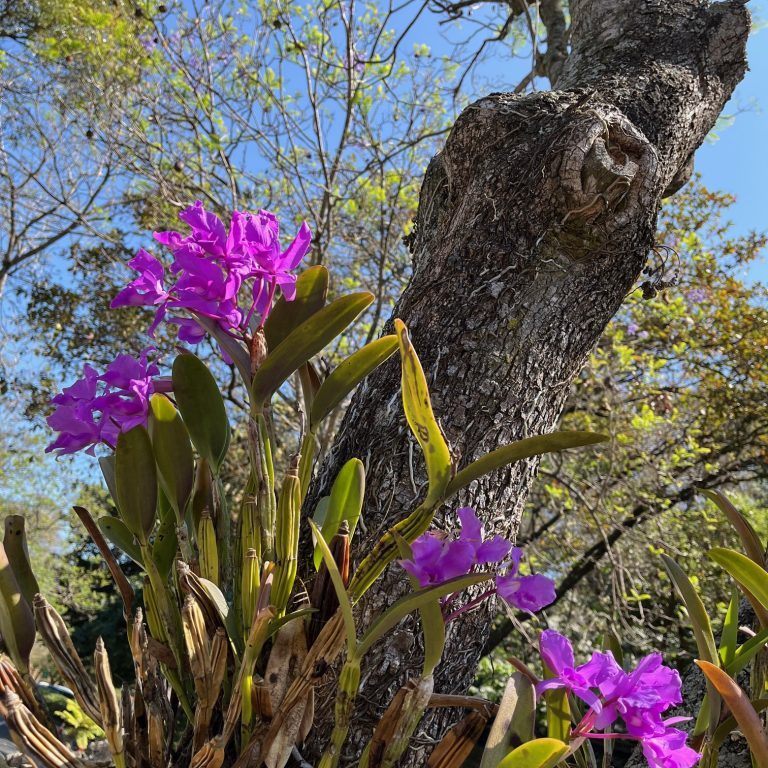 240228-guarianthe-skinneri-arboretum-candelaria-ufm