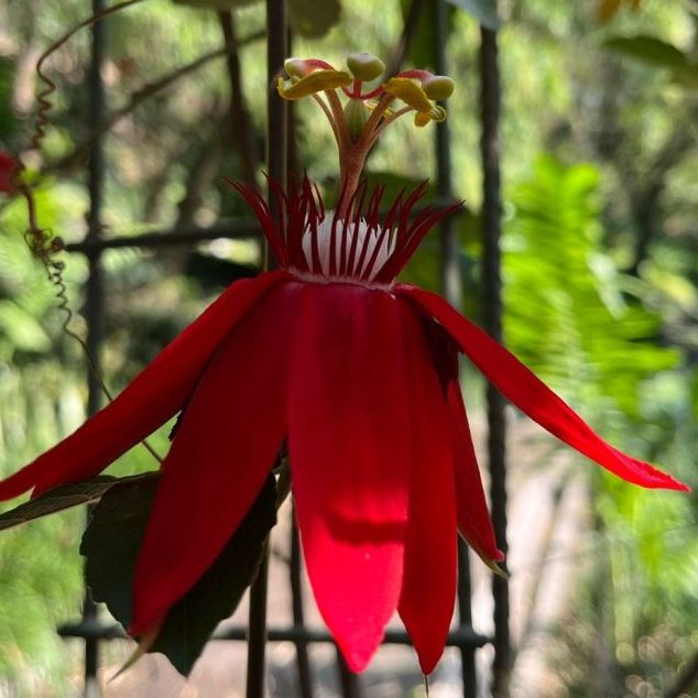 240304b-flor-de-la-pasion-ufm-universidad-francisco-marroquin