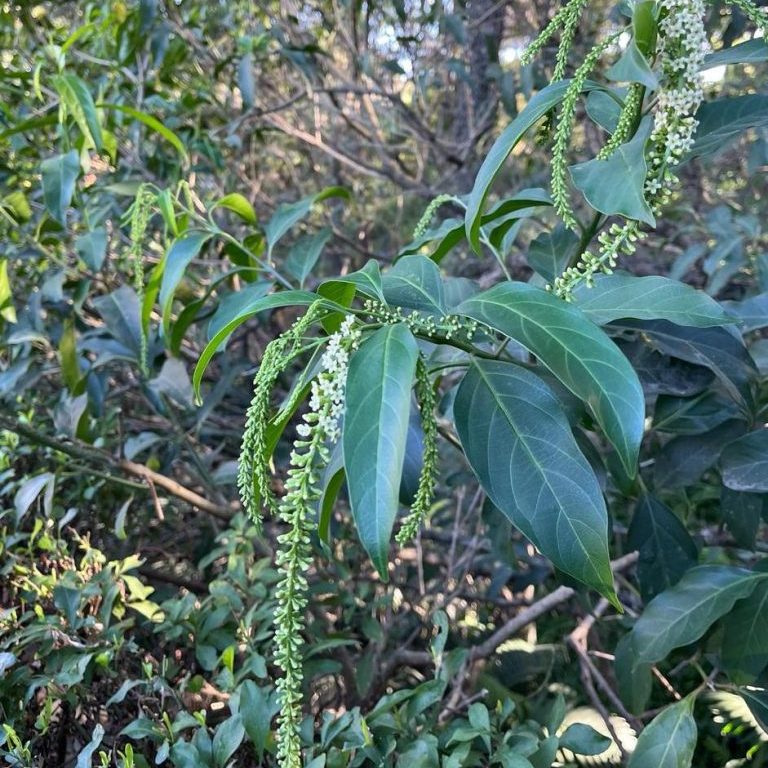 240311b-coralillo-ufm-arboretum-universidad-francisco-marroquin