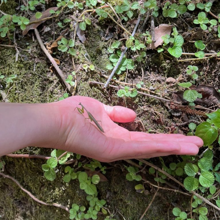 240508-arboretum-mantis-religiosa-ufm