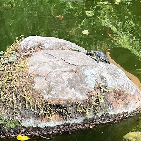 240524b-tortuga-arboretum-ufm