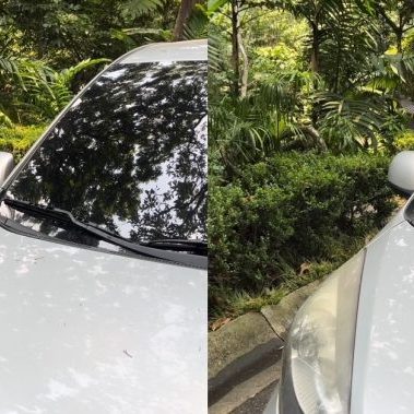 240611b-piranga-leucoptera-tangara-alibnalca-arboretum-ufm