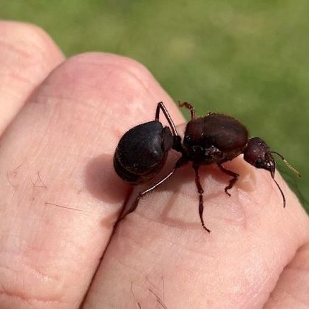 240612b-arboretum-ufm-zompopo-de-mayo