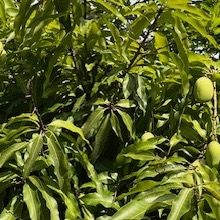 240725b-mango-arboretum-ufm