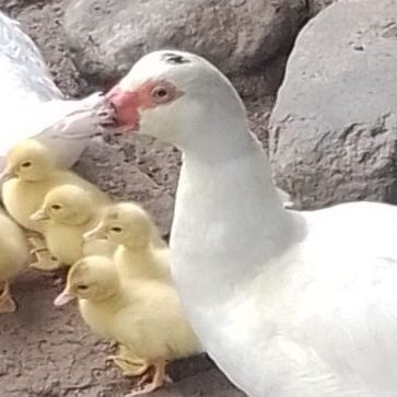 240917b-patos-ufm-arboretum