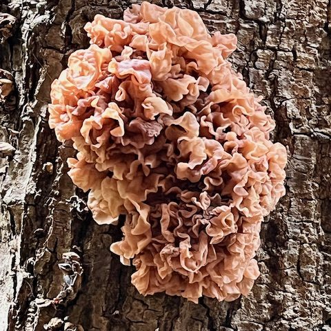 240919-sparassis-fungi-arboretum-ufm-1