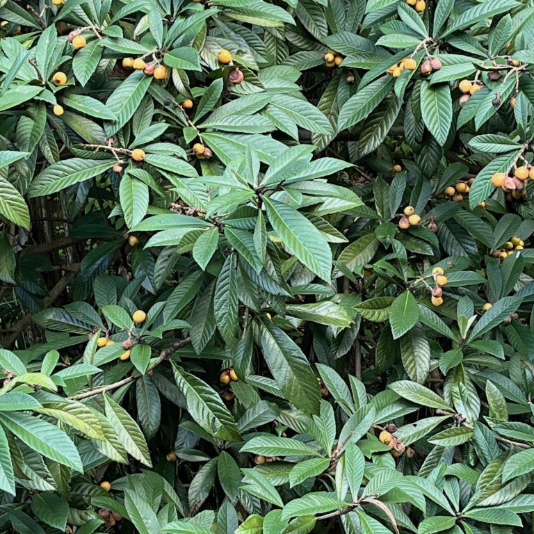 241010-nisperos-arboretum.ufm