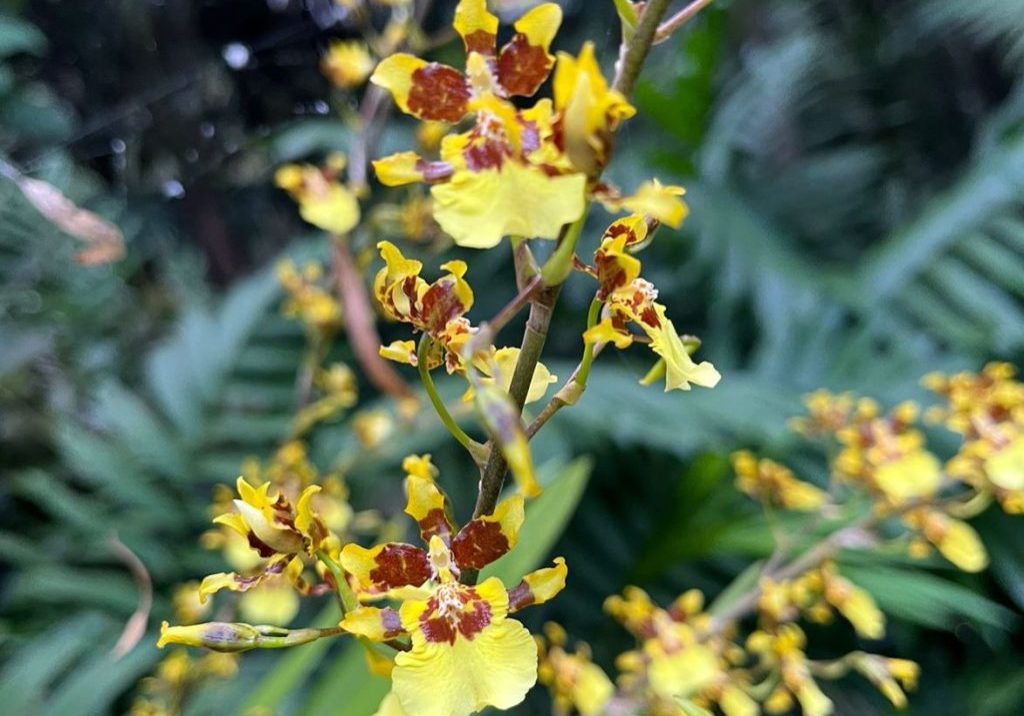 241112b-oncidium-orquidea-ufm-arboretum