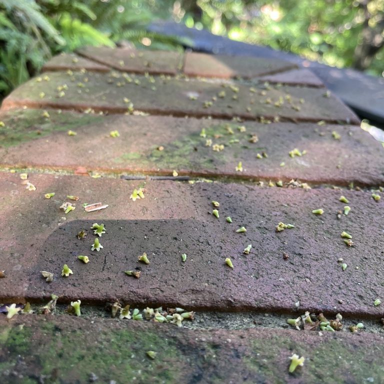 250210-coralillo-arboretum-ufm